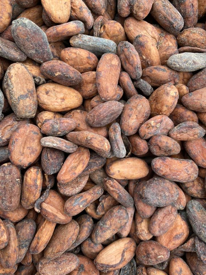 Cacao