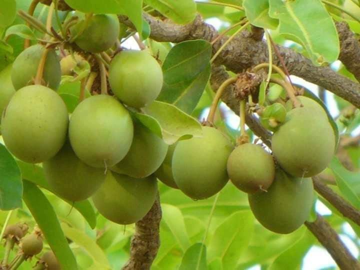 Agro Business Trade Import Export Sarl - Imagen 7