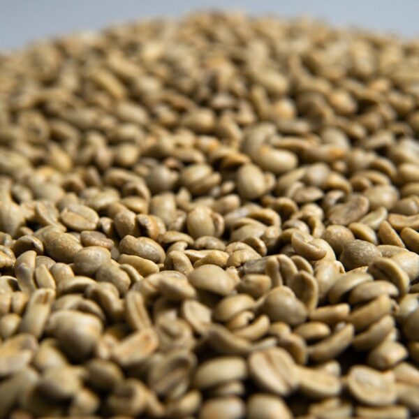 Haider Abamecha Coffee Export
